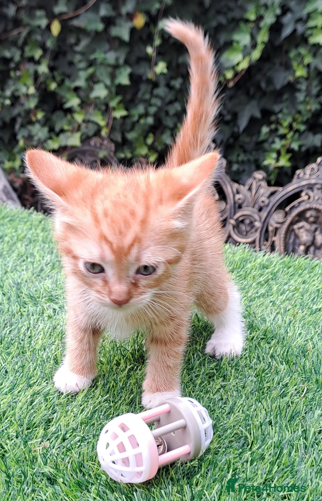 Mixed Breed cats for sale: Gorgeous Ginger Maine Coon x Kittens - Image 16