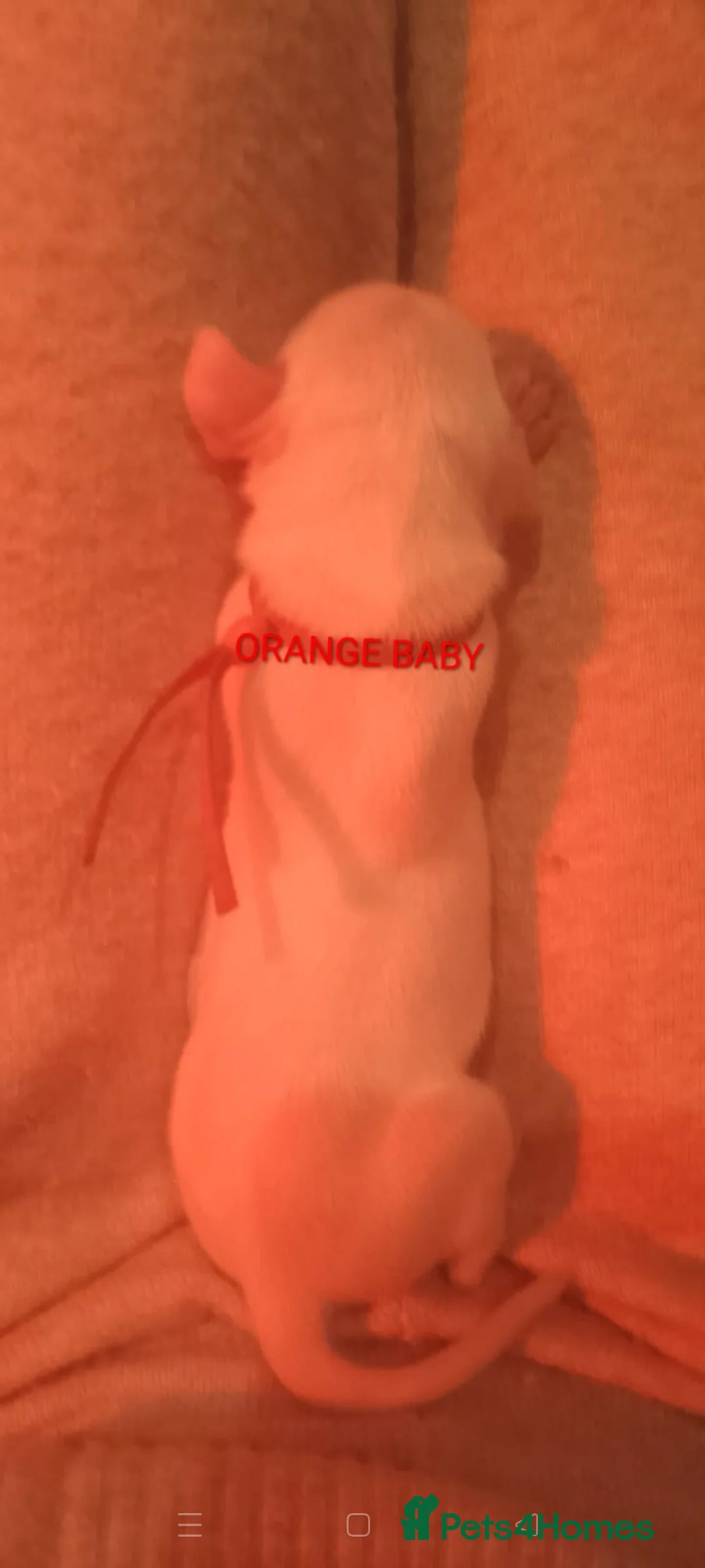 Dalmatian dogs for sale: Dalmatian puppies for sale - Advert 25