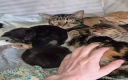 Mixed Breed cats for sale: Adorable Kittens - £150 (Reduced) - Image 10