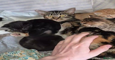 Mixed Breed cats - Advert 4
