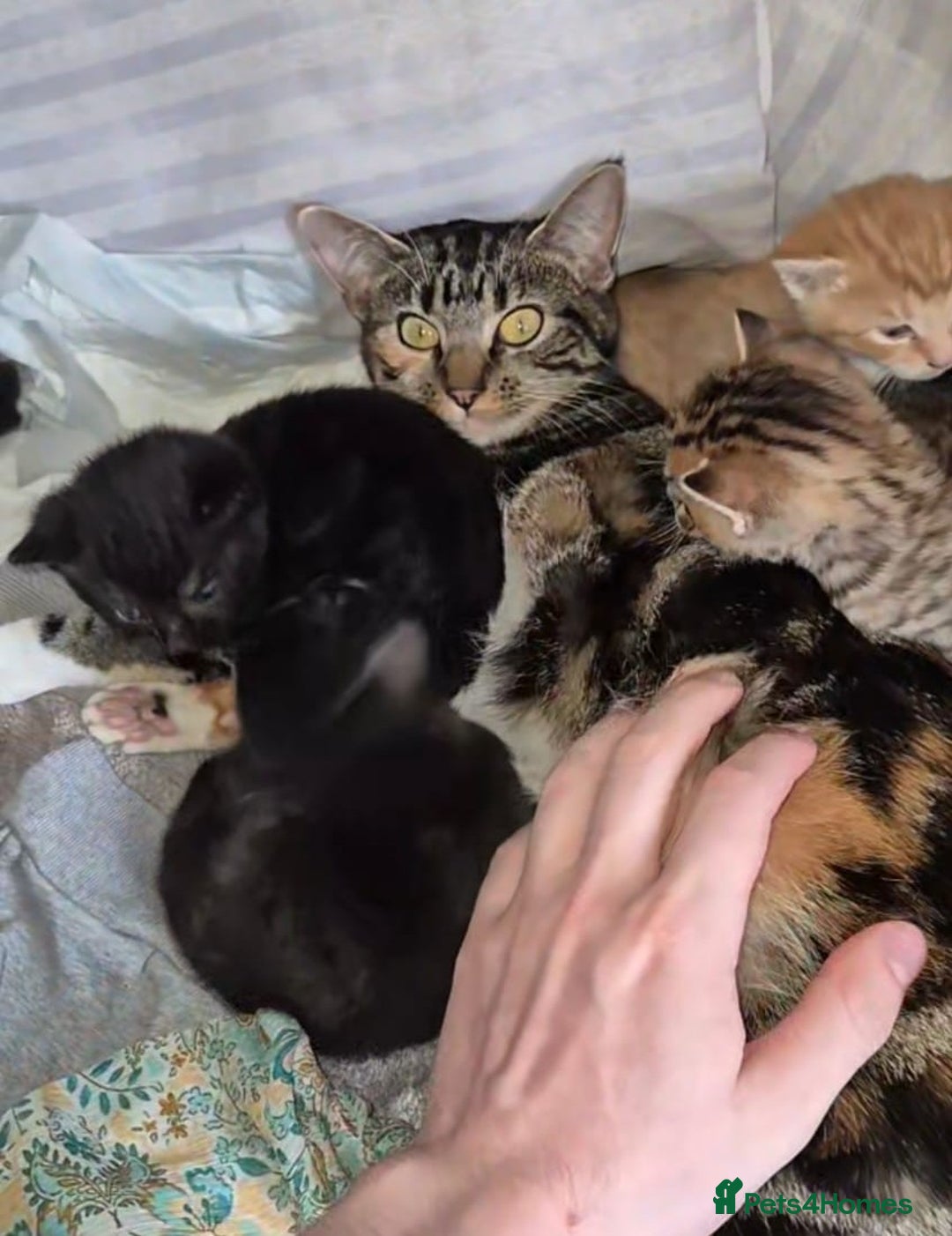 Mixed Breed cats for sale: Adorable Kittens - £150 (Reduced) - Image 10