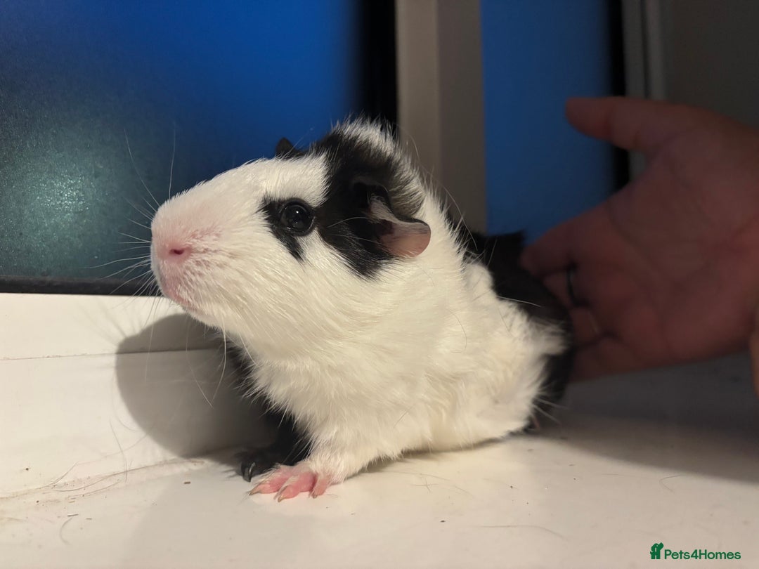 Guinea Pig rodents for sale: Four Guinea Pigs with Set Up and Accessories - Image 16