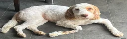 Cockapoo dogs for sale: Absolutely beautiful girl - Advert 18