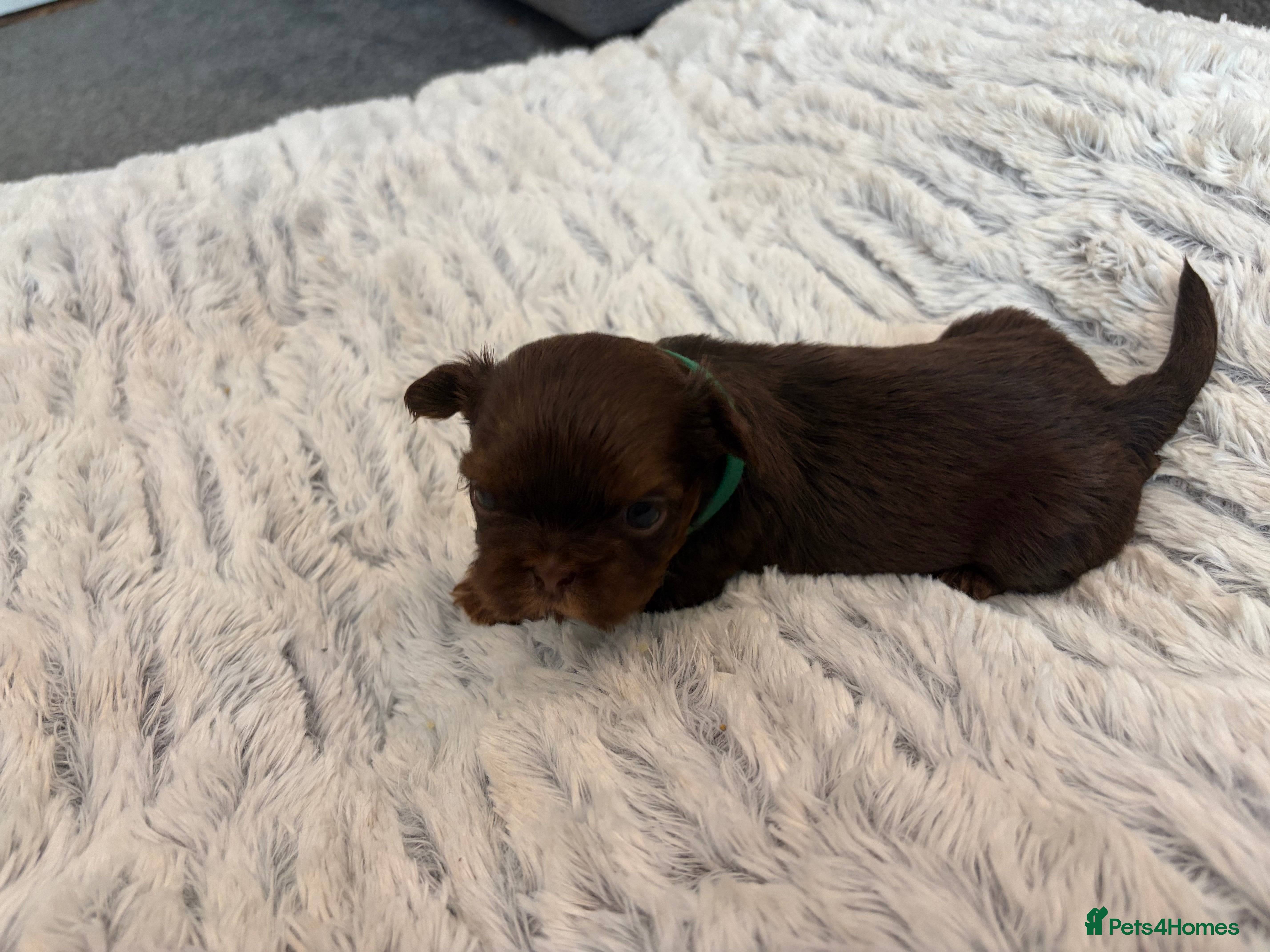 Shih Tzu dogs Karashishi Full KC imperial Shih-Tzu pups for sale - Advert 2