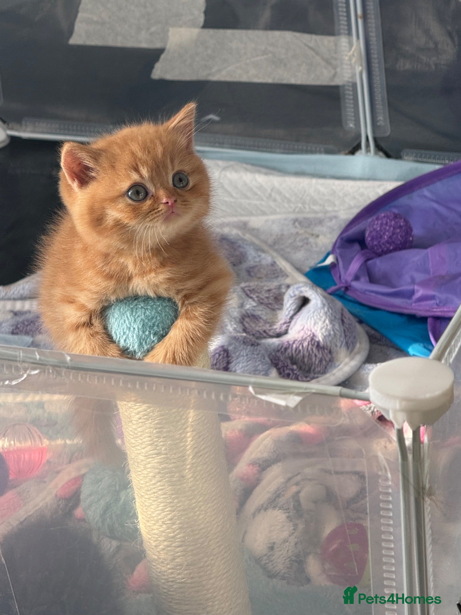 British Shorthair cats British Shorthair Kittens - Family Raised 🤍 - Advert 19