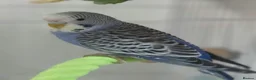 Budgerigars birds for sale: Outstanding pet baby budgies priced from £40 - Advert 5