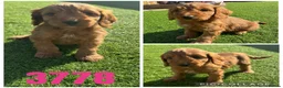 Cockapoo dogs for sale: Beautiful F1 Toy Cockapoos - Advert 5