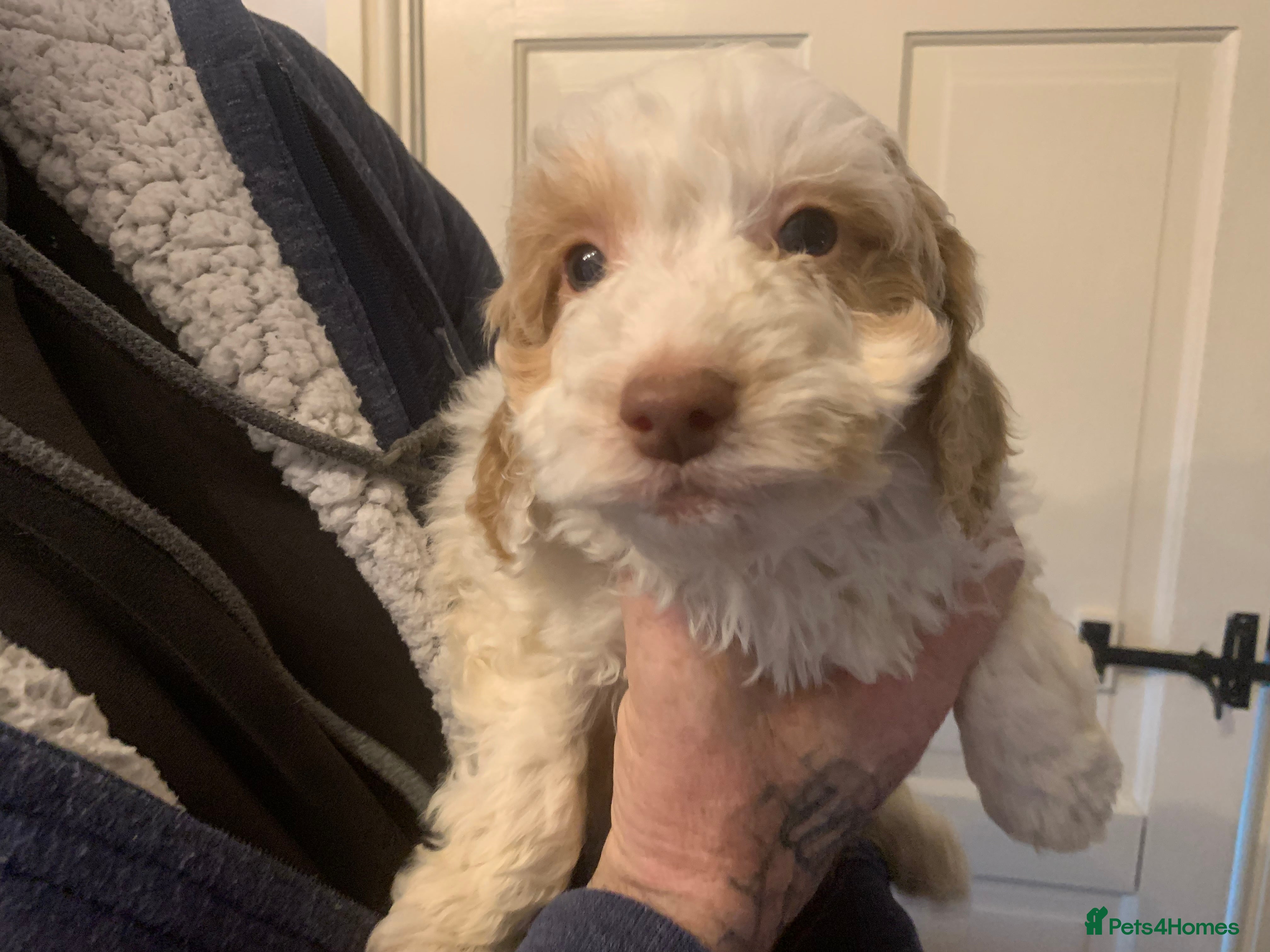 Cockapoo dogs F1 Cockapoo puppies Ready Now  - Advert 11