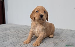 Cocker Spaniel dogs for sale: Cracking Cocker Pups - Image 3