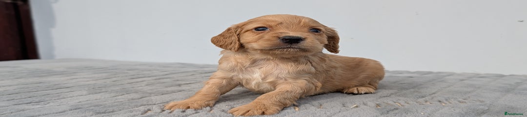Cocker Spaniel Puppy 1