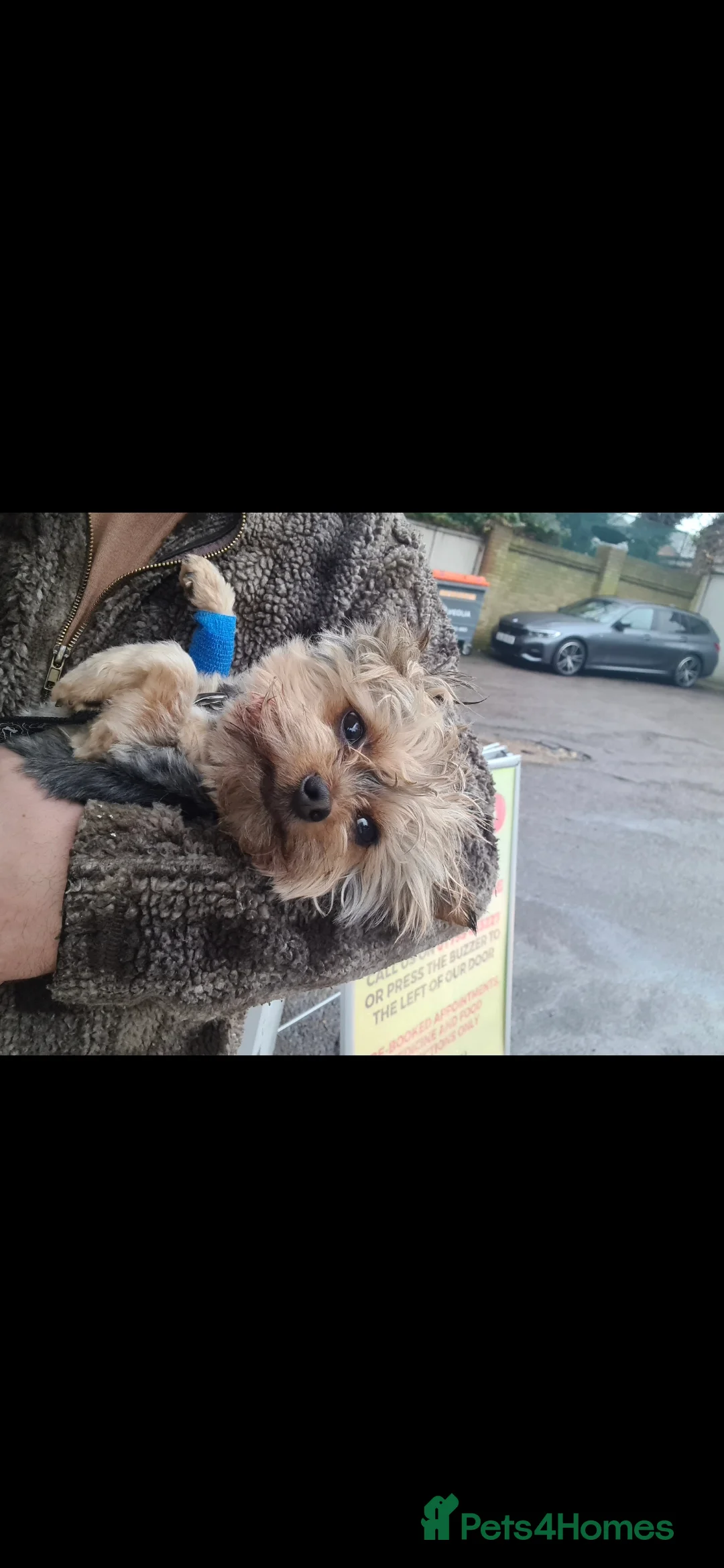Mixed Breed dogs for sale: Miniature Dapple Dachshund X Miniature Chorky - Advert 2