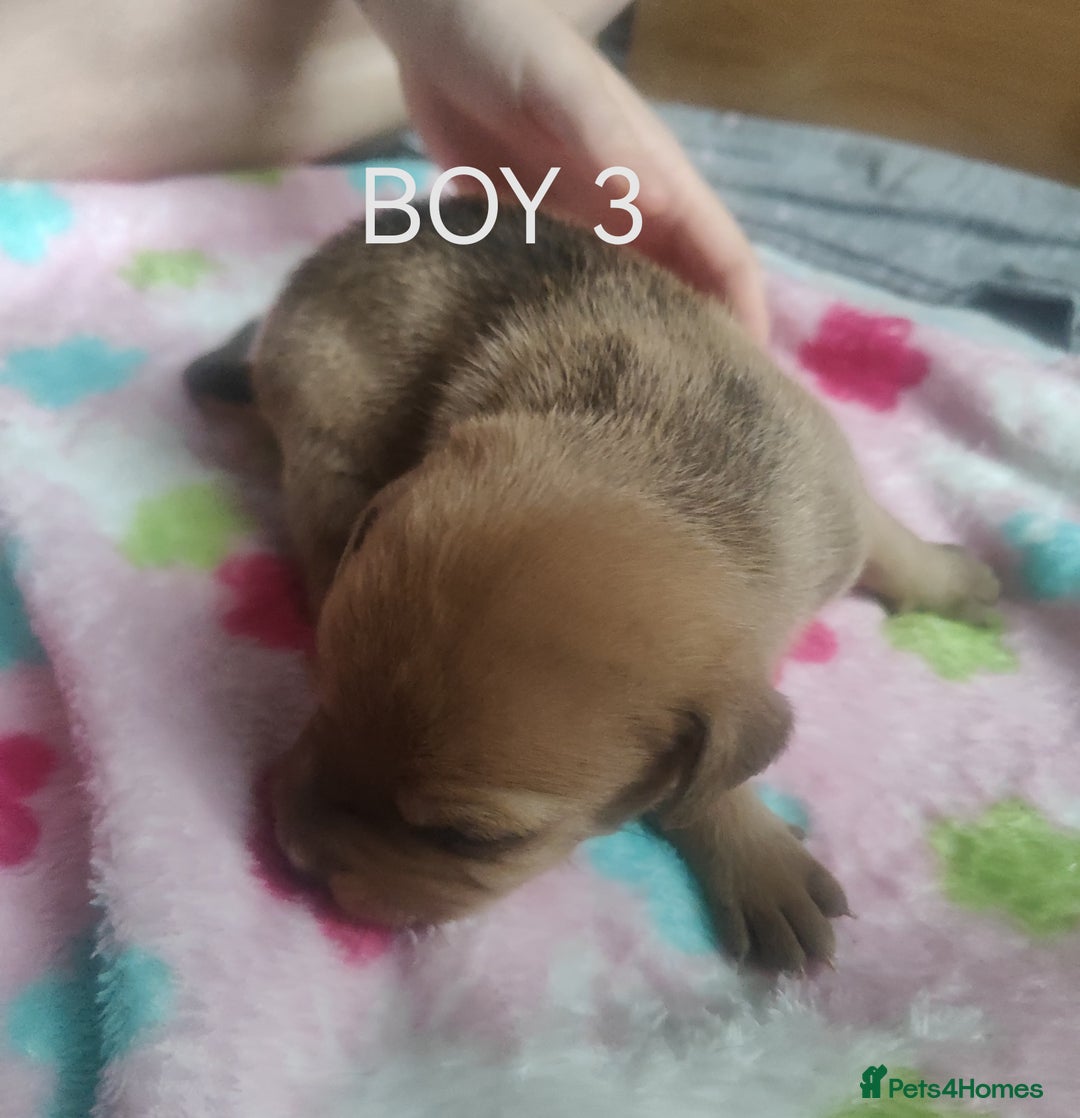Mixed Breed dogs for sale: Lab x staff pups  - Image 14