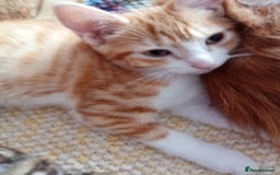 Mixed Breed cats for sale: Ginger Kittens - Image 6
