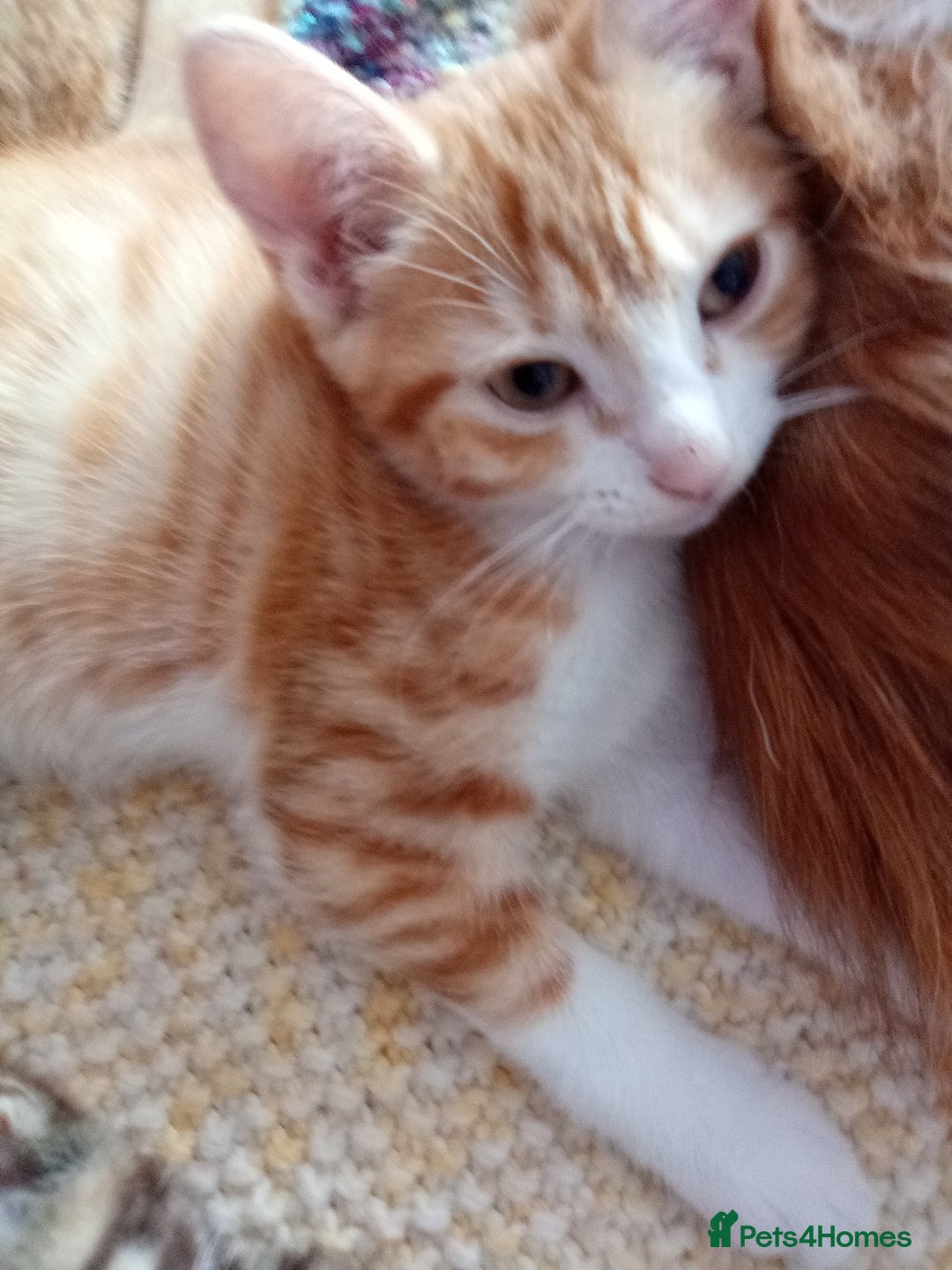 Mixed Breed cats for sale: Ginger Kittens - Image 6