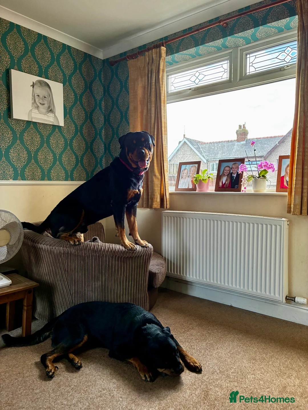 Rottweiler dogs for stud: 2.5 year old Rottweiler for stud  - Advert 8