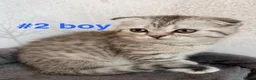 Scottish Fold cats for sale: Beautiful Scottish Fold/Straight Kittens  - Advert 16