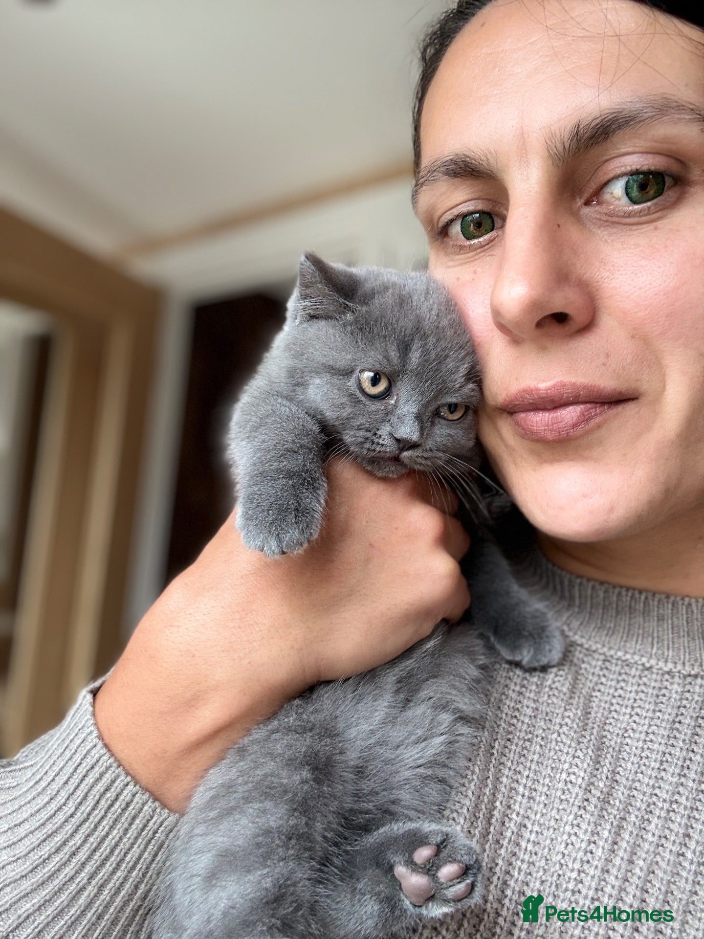 British Shorthair cats  🐱 Adorable bsh kittens looking for loving homes - Advert 1