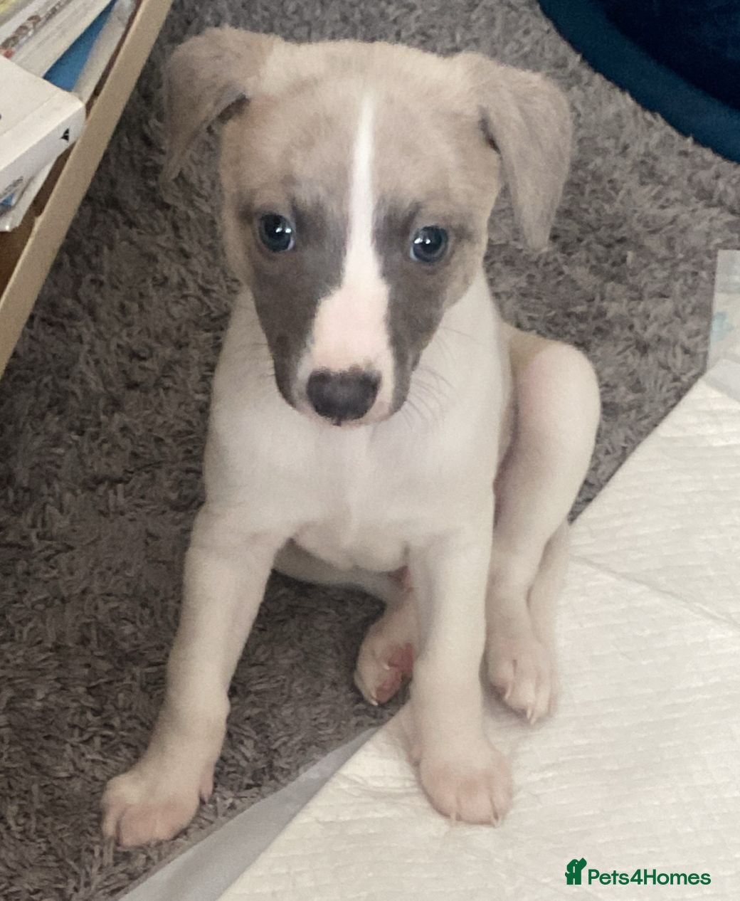 Whippet dogs Whippet puppies pure blue a white  - Advert 4