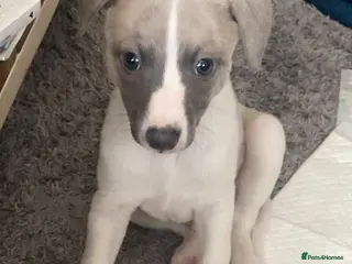 Whippet dogs Whippet puppies pure blue a white - Advert 4