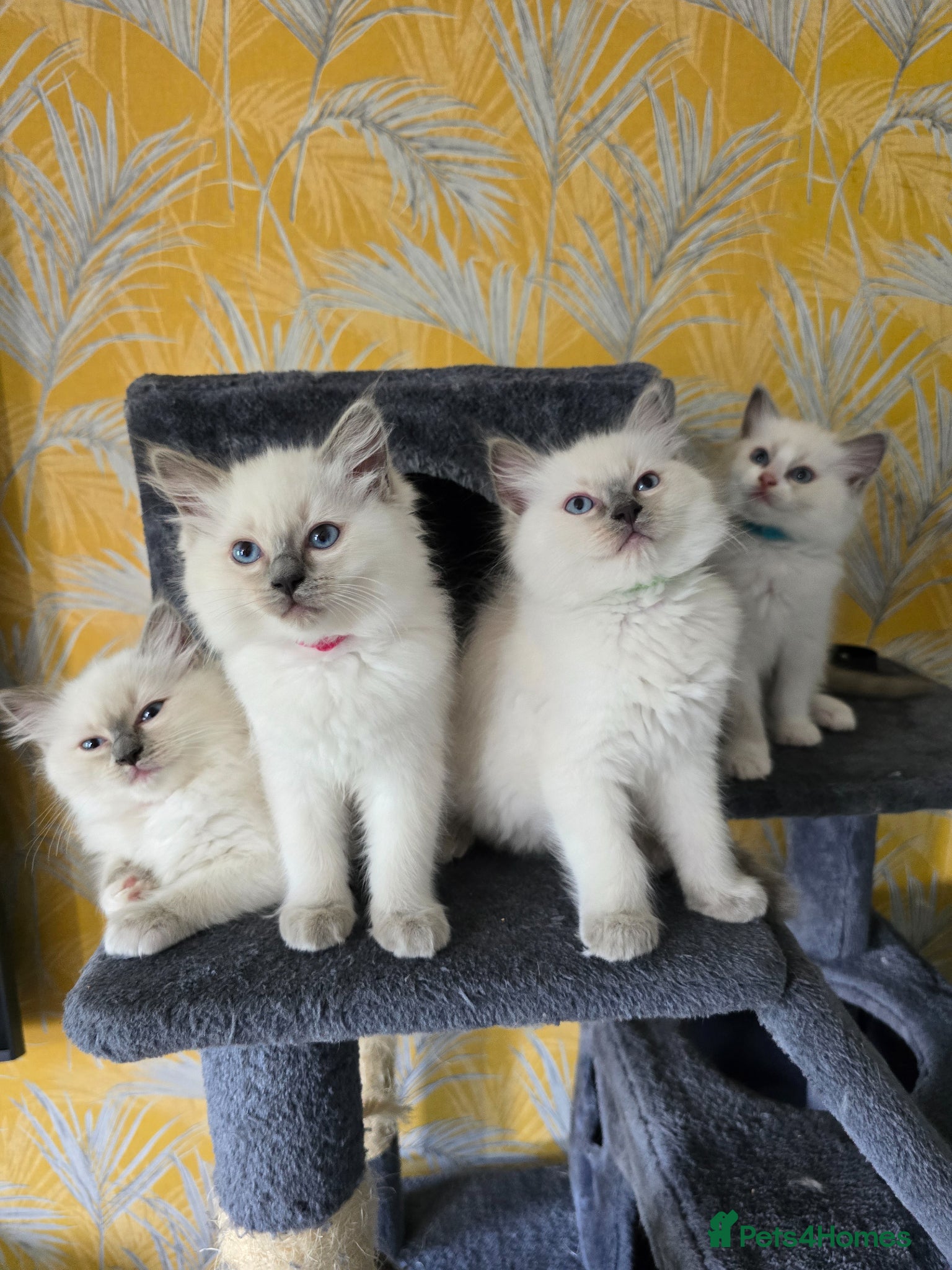 Ragdoll cats Beautiful pure Ragdoll kittens  - Advert 1