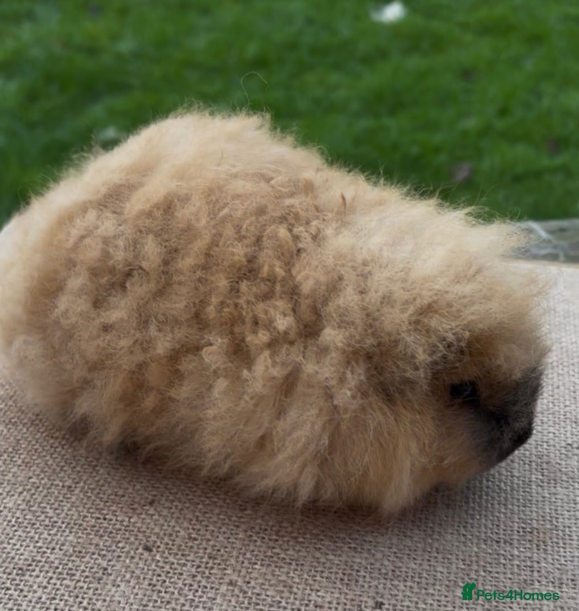 Guinea Pig rodents Beautiful Swiss & crested young guinea pigs - Advert 6