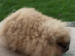 Guinea Pig rodents Beautiful Swiss & crested young guinea pigs - Advert 6
