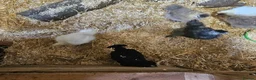 Chickens poultry for sale: Polkies and silkies for sale  - Advert 4