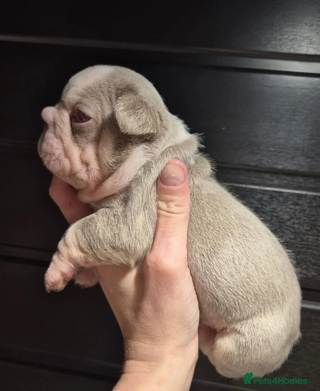 French Bulldog dogs for sale: French Bulldog Babies - Ready Now - Advert 13