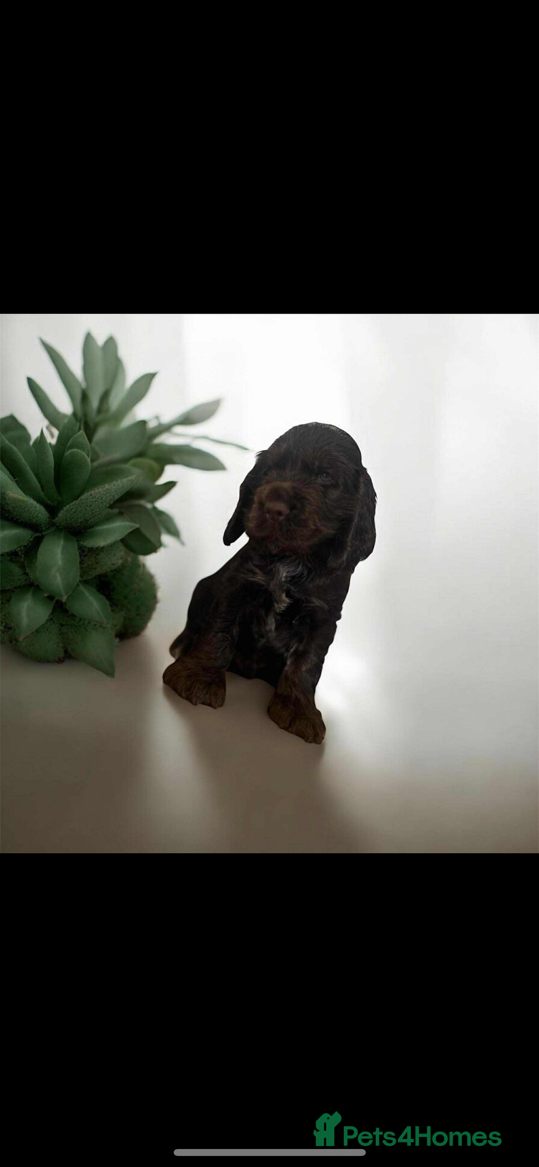 Cocker Spaniel dogs for sale: 💚2 boys available 💚show cocker spaniel puppies  - Advert 28