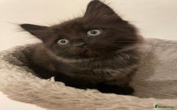 Ragdoll cats for sale: Ragdoll x kitten for sale  - Image 5