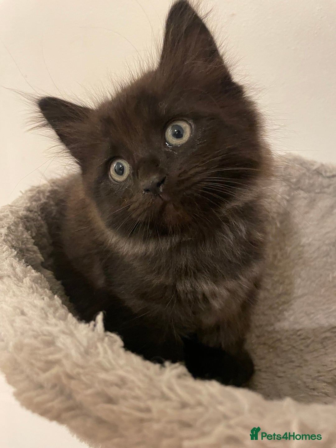 Ragdoll cats for sale: Ragdoll x kitten for sale  - Image 5