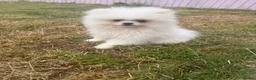Pomeranian dogs for sale: Rehoming my princess - Advert 3