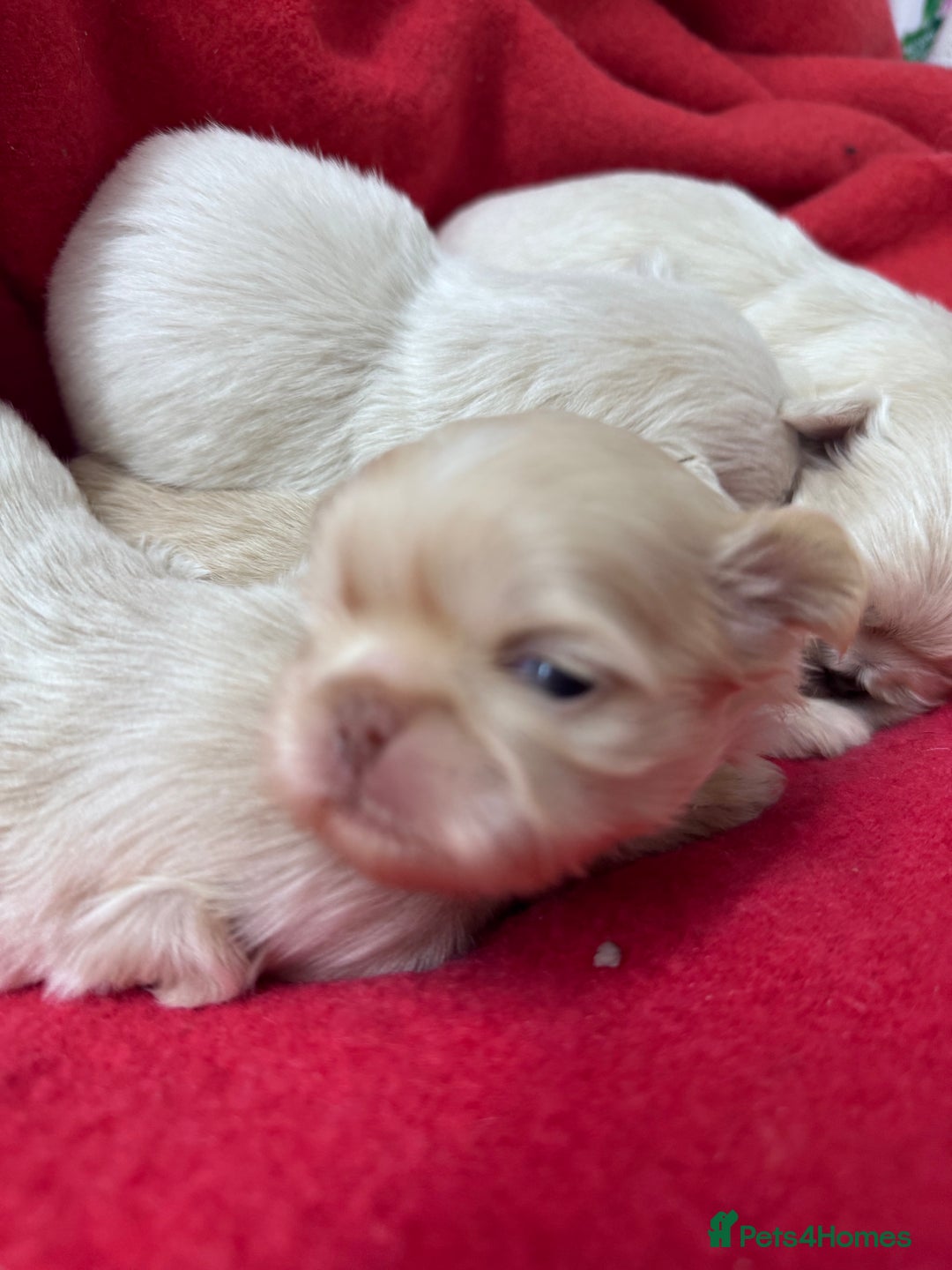Shih Tzu dogs for sale: Creams shihtzus 5* puppies  - Image 3