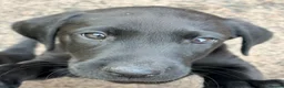 Labrador Retriever dogs for sale: KC Reg Black Labrador Puppies (£1600 Fixed Price) in Lydney - Advert 11
