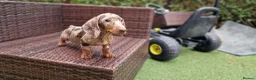 Miniature Dachshund dogs for sale:  Beautiful Mini dachshund   - Advert 5