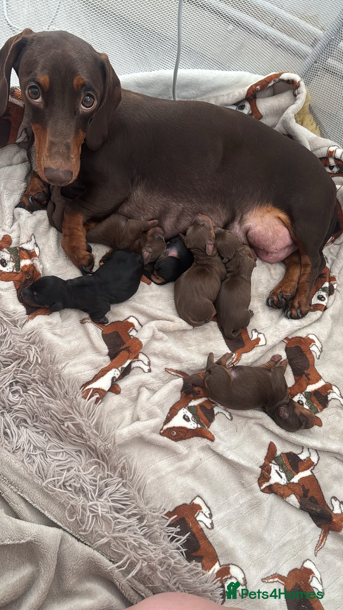 Miniature Dachshund dogs Dachshund puppies  - Advert 11