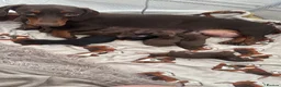 Miniature Dachshund dogs for sale: Dachshund puppies  - Advert 1