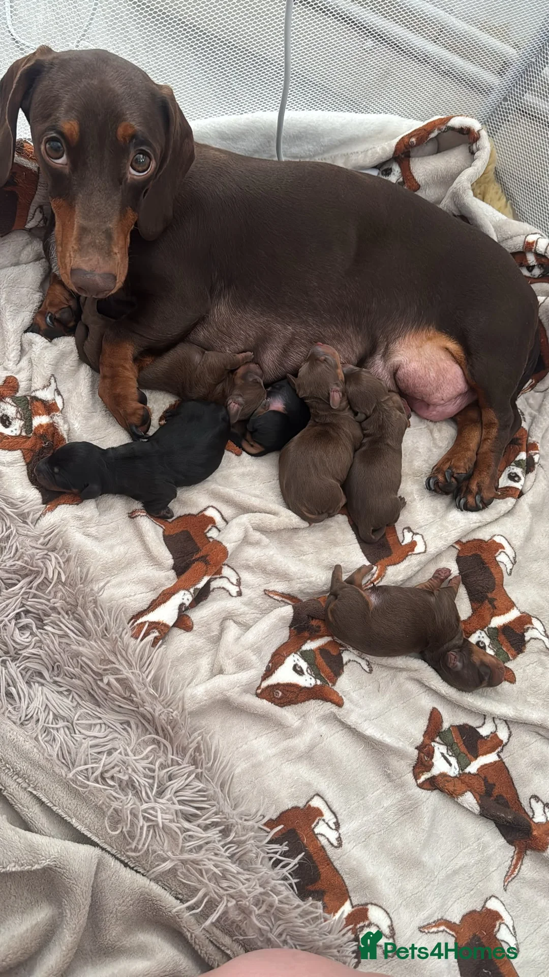 Miniature Dachshund dogs for sale: Dachshund puppies  - Advert 1