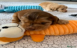 Cocker Spaniel dogs for sale: Health tested KC reg show type cocker spaniels  in Abergele - Image 27