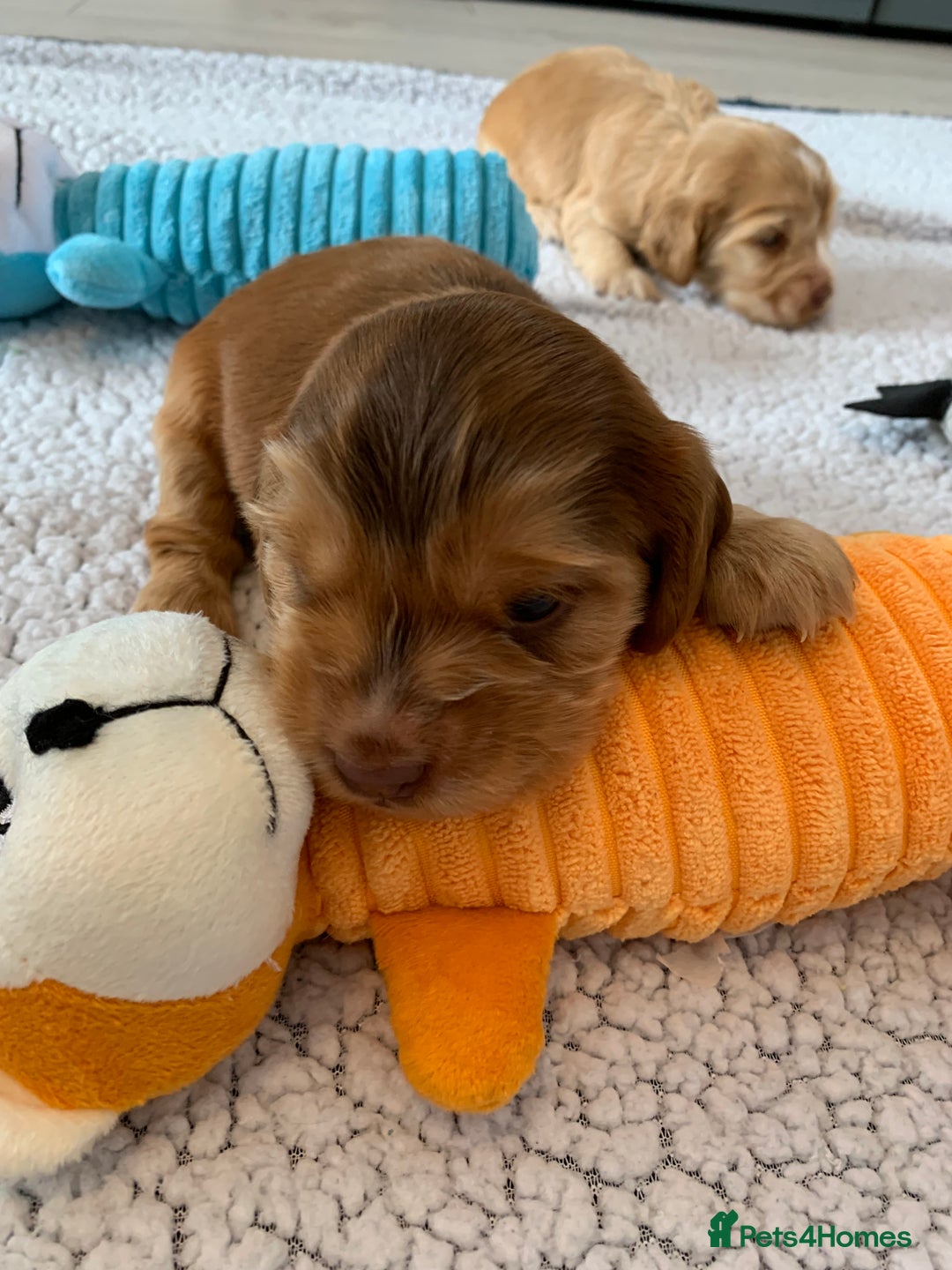 Cocker Spaniel dogs for sale: Health tested KC reg show type cocker spaniels  in Abergele - Image 27