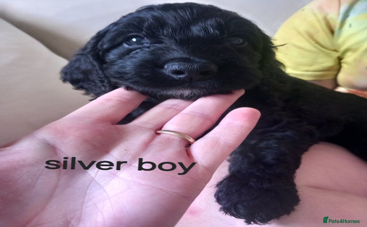 Cockapoo dogs - Advert 6
