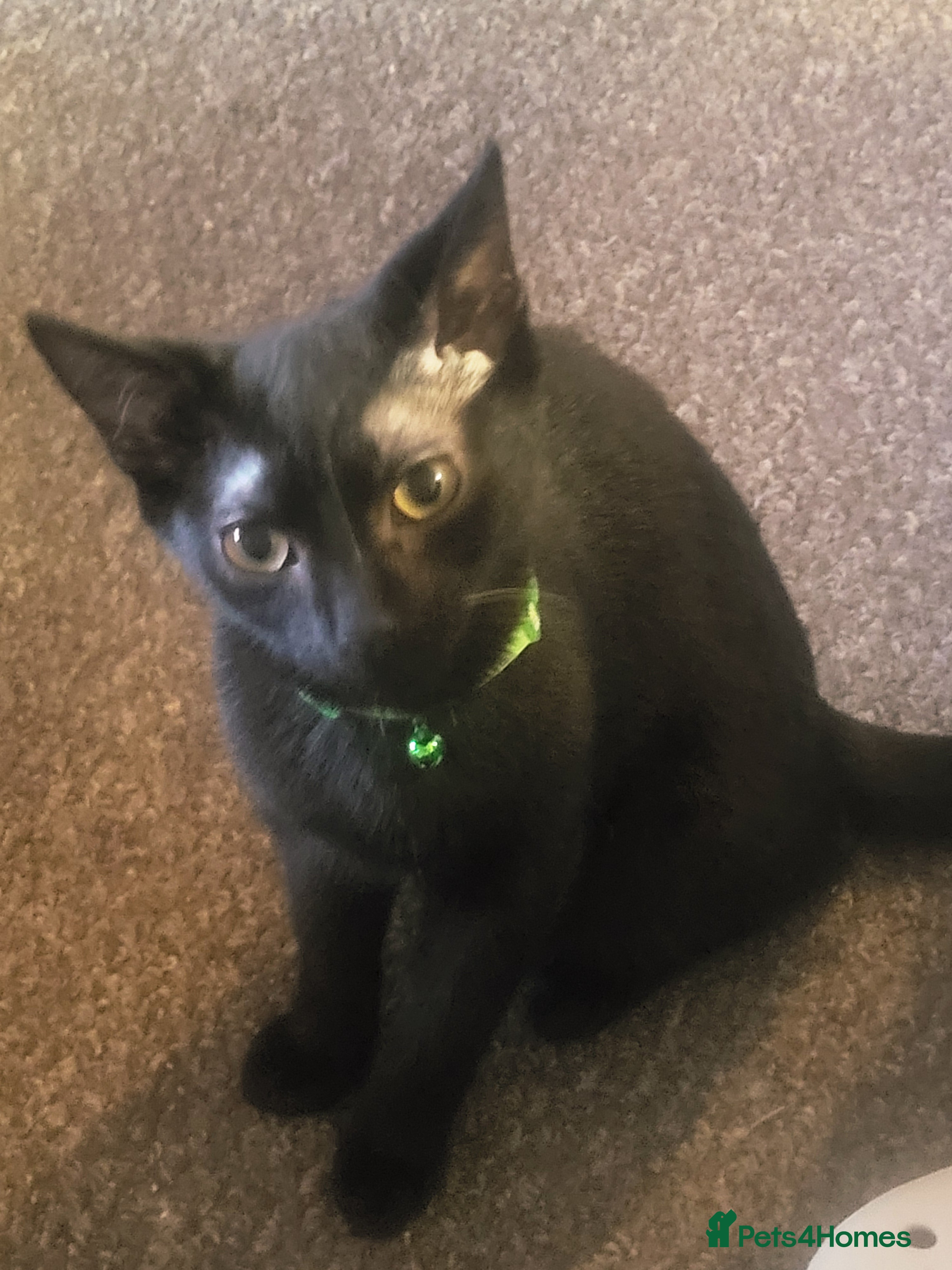 Mixed Breed cats Our salem. Would take less then £50  - Advert 22