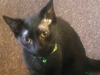 Mixed Breed cats Our salem. Would take less then £50 - Advert 22