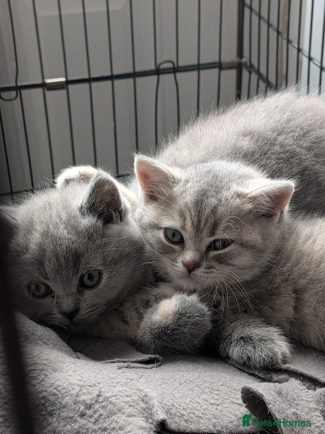 British Shorthair cats for sale: British shorthair - Advert 2