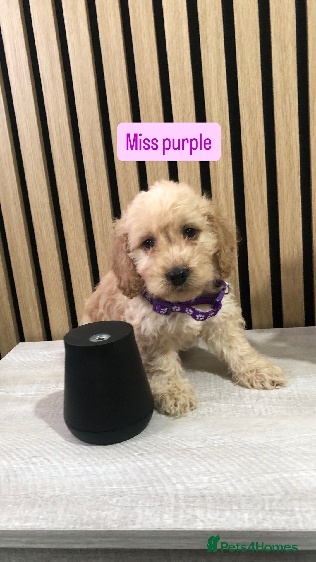 Cockapoo dogs for sale: F1b toy cockapoo puppies - Image 27