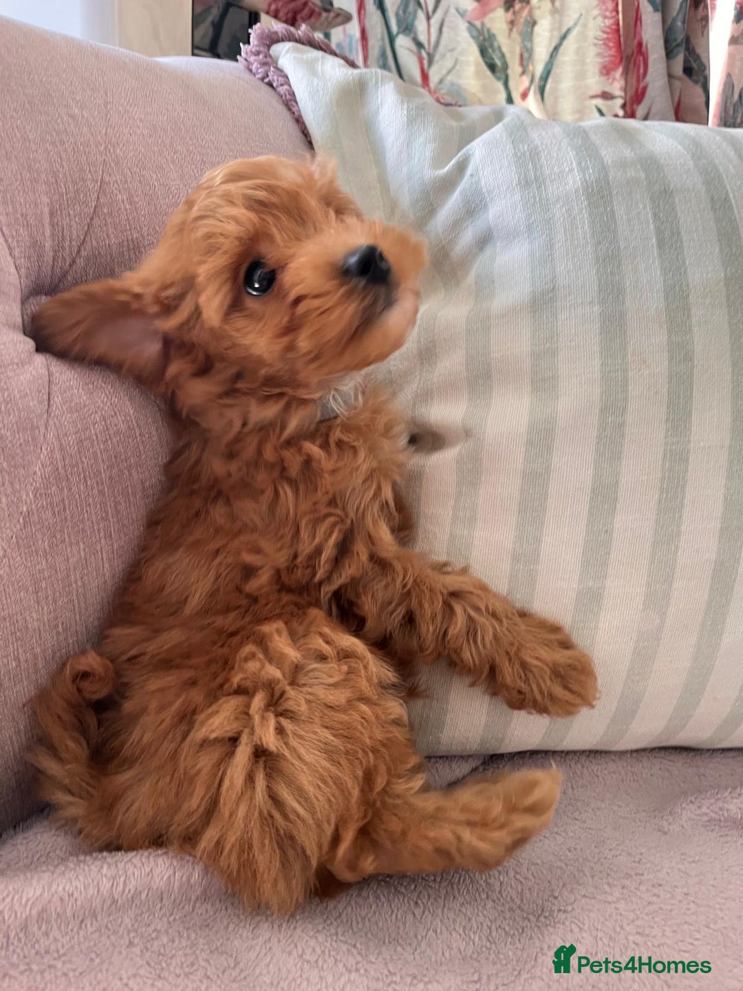 Maltipoo dogs for sale: 💫Tiny Red Boys Available Now💫 - Image 2