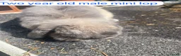 Mixed Breed rabbits for sale: Mix rabbits please read listing  - Advert 21