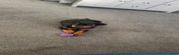 Rottweiler dogs for sale: Rottweiler puppy - Advert 2