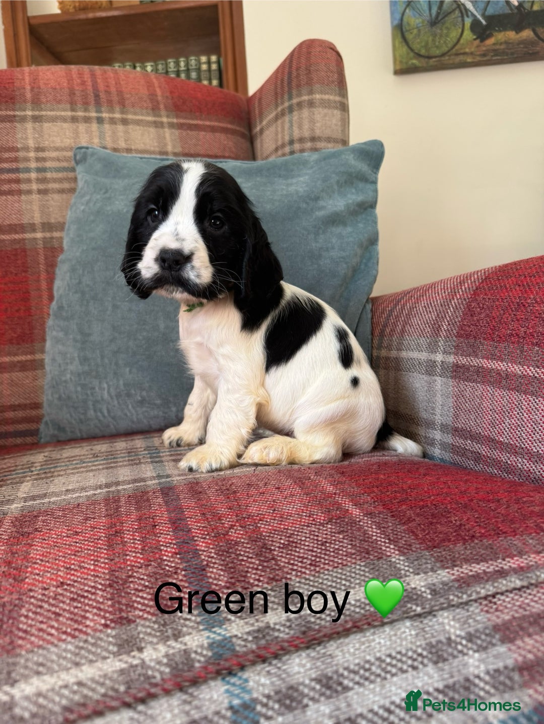 Cocker Spaniel dogs for sale: KC registered, health tested, show type puppies  - Image 10