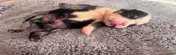 English Bulldog dogs for sale: Last Little Bulldog Girl – Ready 11th Oct 🩷 - Advert 8